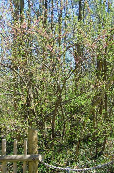 Picture of Prunus tomentosa  Nanking Cherry