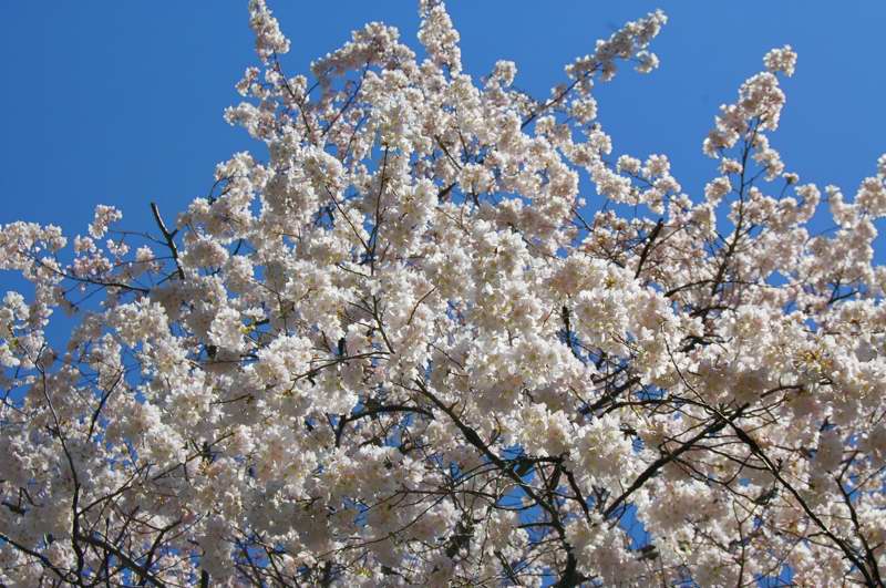 Picture of Prunus x yedoensis 'Akebono' Akebono Cherry