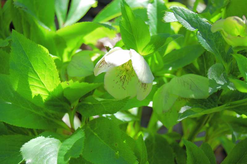 Picture of Helleborus x hybridus 'White Lady' Lenten Rose
