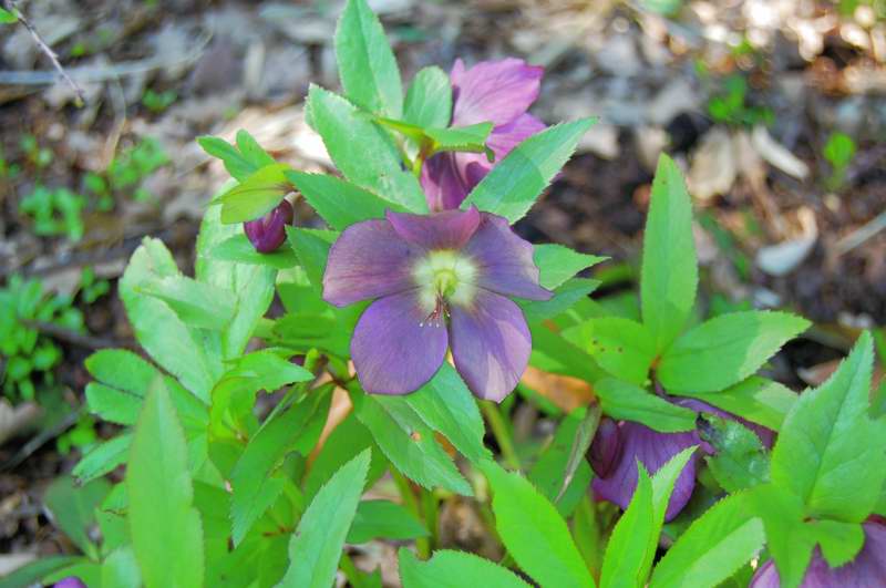 Picture of Helleborus x hybridus 'Red Lady' Red Lady Lenten Rose