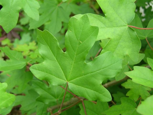 Picture of Acer campestre  Field Maple, Hedge Maple