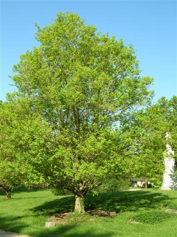 Acer campestre acercampestrespringgrove(Small).jpg