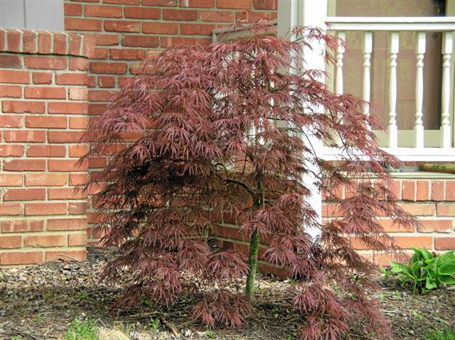 Picture of Acer palmatum var. dissectum 'Crimson Queen' Crimson Queen Japanese Maple