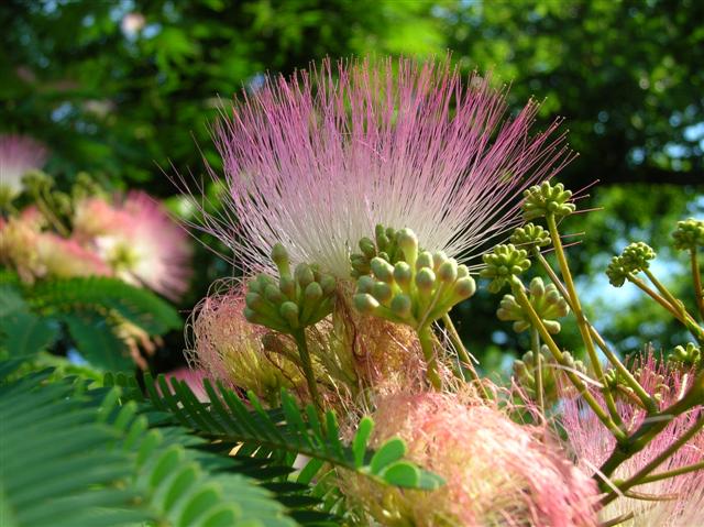 Picture of Albizia julibrissin  Albizia or Silk-tree or Mimosa