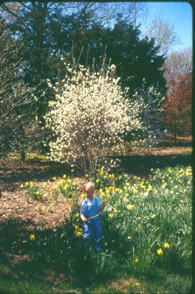 Picture of Amelanchier x grandiflora 'Princess Diana' Princess Diana Apple Serviceberry