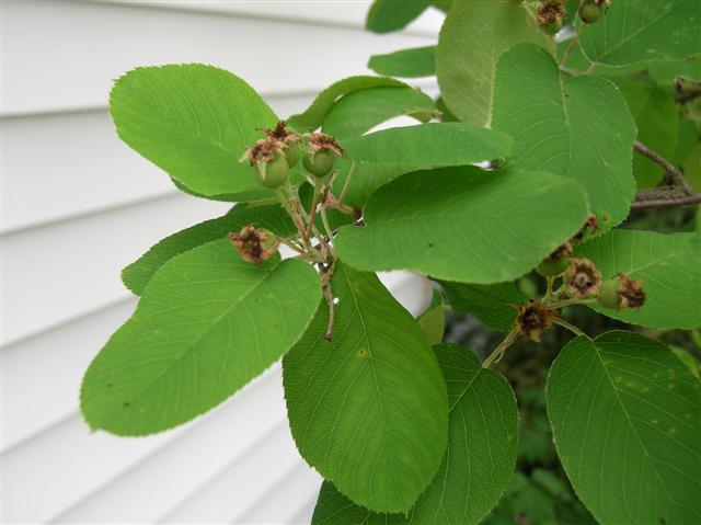 Picture of Amelanchier x grandiflora  Apple Serviceberry