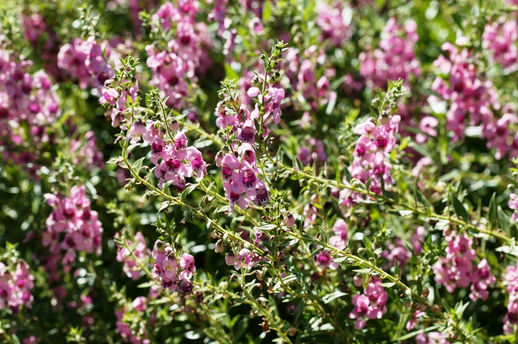 Picture of Angelonia augustifolia 'Appliqueï¿½ï¿½ï¿½ Pink' Appliqueï¿½ï¿½ï¿½ Pink Summer Snapdragon