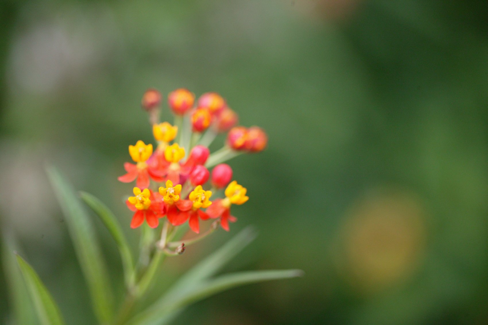 Picture of Asclepias tuberosa  Butterfly Weed
