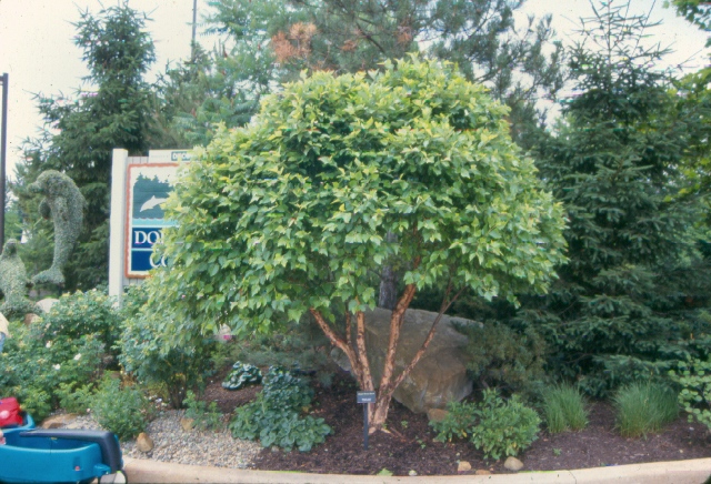 Picture of Betula nigra 'Little King' Fox Valleyï¿½ï¿½ï¿½ River Birch