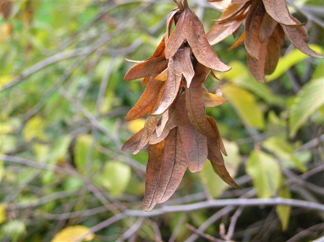 Picture of Carpinus betulus  European Hornbeam