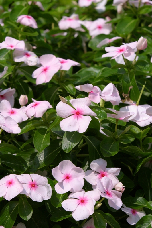 Picture of Catharanthus roseus 'Extreme Soft Pink' Extreme Soft Pink Vinca