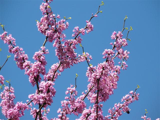 Picture of Cercis canadensis  Eastern Redbud