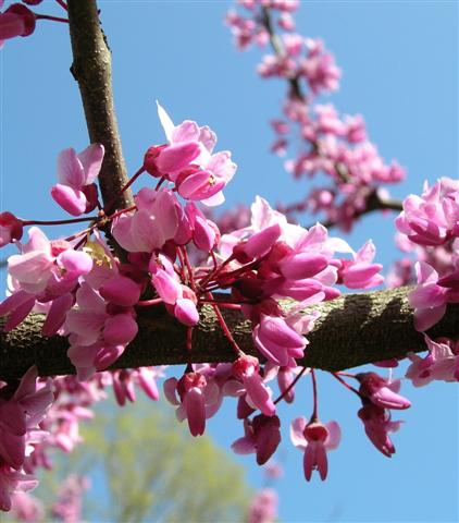 Picture of Cercis canadensis 'Forest Pansy' Forest Pansy Redbud