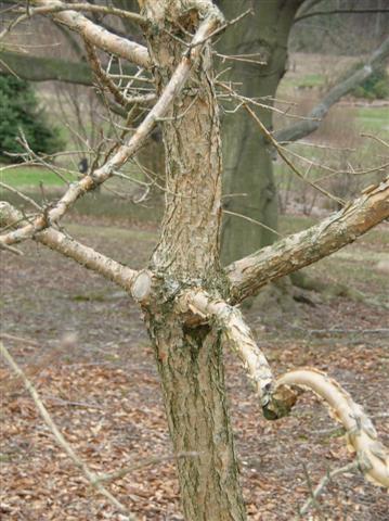 Picture of Chionanthus retusus  Oriental Fringetree
