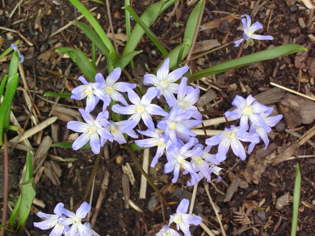 Picture of Chionodoxa luciliae  Glory-of-the-Snow