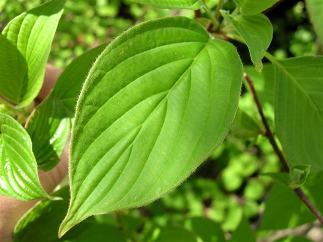 Picture of Cornus alternifolia  Pagoda Dogwood
