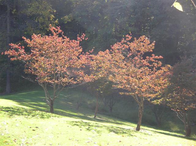Picture of Cornus florida  Flowering Dogwood