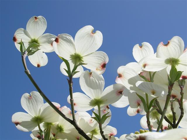 Picture of Cornus florida  Flowering Dogwood