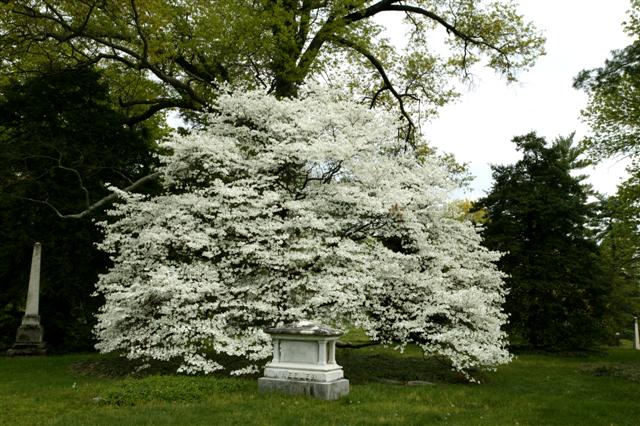 Picture of Cornus florida 'Grovflor' Spring Groveï¿½ï¿½ Spring Grove Flowering Dogwood