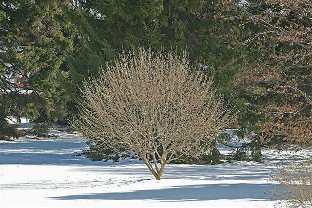 Picture of Cornus mas  Cornelian cherry dogwood
