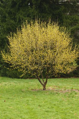 Picture of Cornus mas  Cornelian cherry dogwood