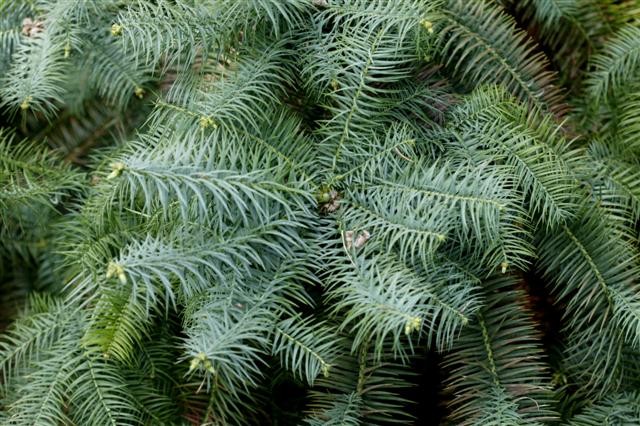 Picture of Cunninghamia lanceolata  Chinafir