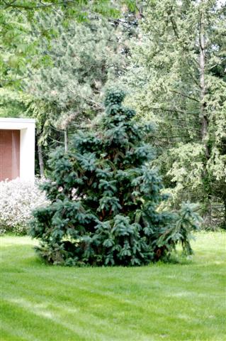 Picture of Cunninghamia lanceolata  Chinafir