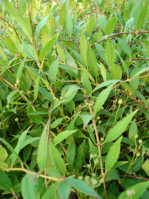 Picture of Deutzia gracilis  Slender Deutzia