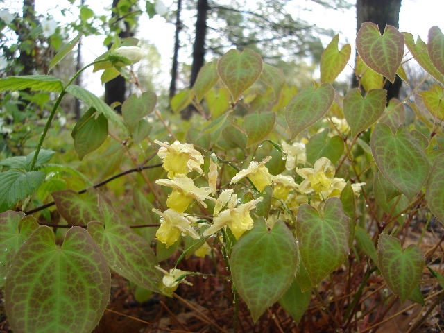 Picture of Epimedium x versicolor Sulphureum Yellow Barrenwort