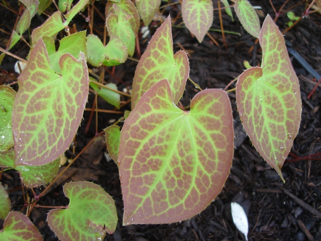 Picture of Epimedium x versicolor Sulphureum Yellow Barrenwort