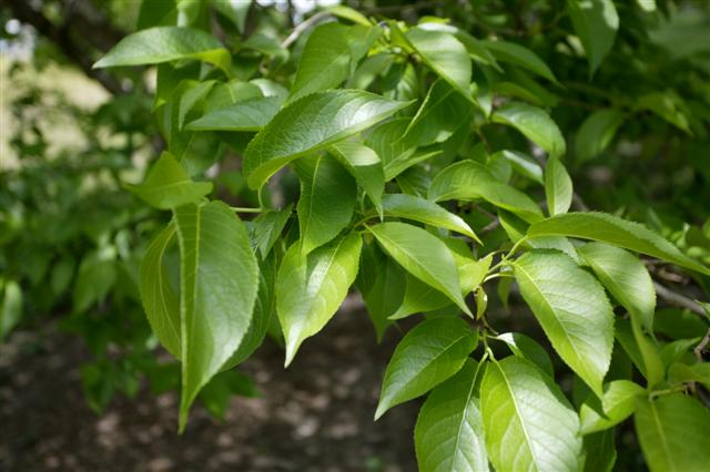 Picture of Eucommia ulmoides  Hardy Rubber Tree