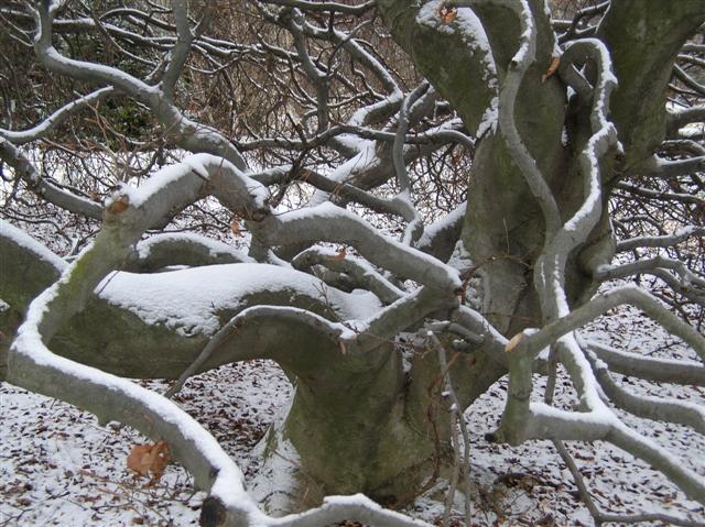 Picture of Fagus sylvatica 'Tortuosa' Contorted Beech
