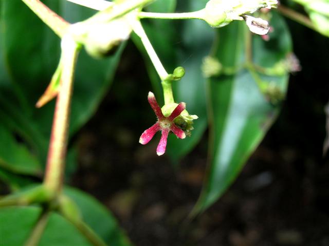 Picture of Heptacodium miconioides  Seven-son Flower