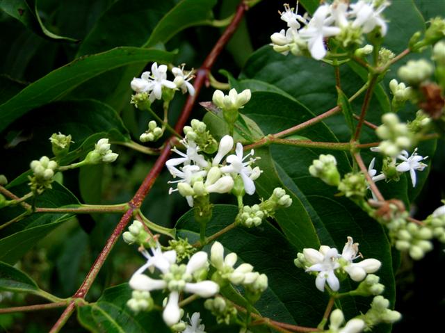Picture of Heptacodium miconioides  Seven-son Flower