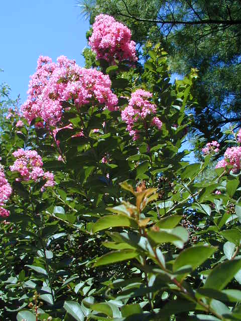 Picture of Lagerstroemia indica x fauriei 'Hopi' Hopi Crape Myrtle