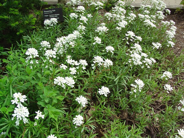 Picture of Iberis%20sempervirens%20%20Evergreen%20Candytuft