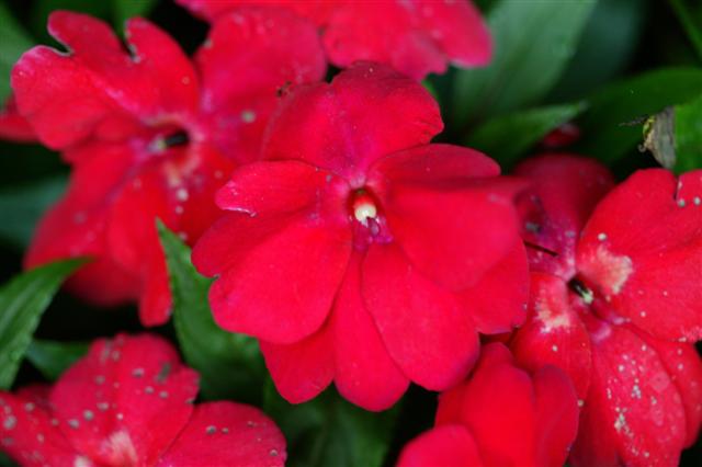 Picture of Impatiens hawkerii Infinity Electric Cherry