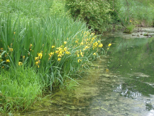 Picture of Iris pseudacorus  Yellow Flag Iris
