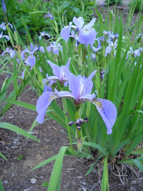 Picture of Iris%20versicolor%20%20Blue%20Flag%20Iris