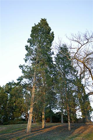 Picture of Juniperus virginiana  Eastern redcedar