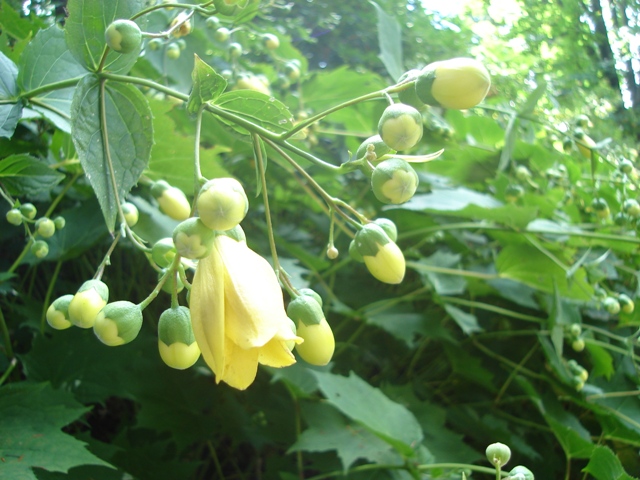 Picture of Kirengeshoma palmata  Yellow Wax-bells