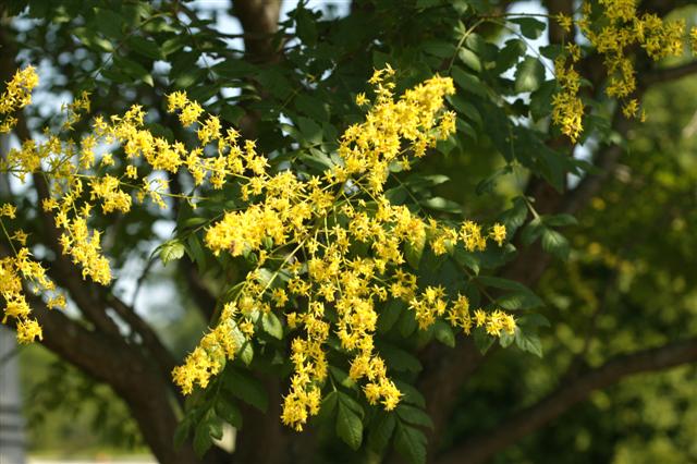 Picture of Koelreuteria paniculata  Golden Rain Tree