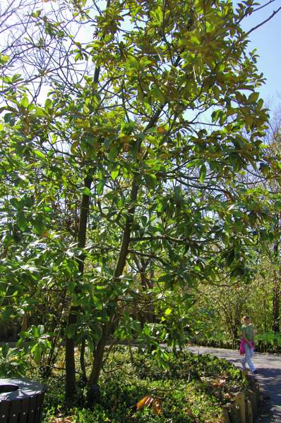 Picture of Magnolia grandiflora  Southern Magnolia