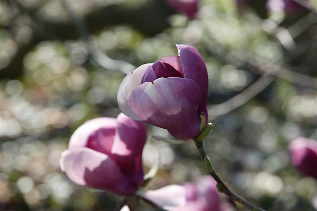 Picture of Magnolia liliiflora 'Nigra' Purple Lily Magnolia