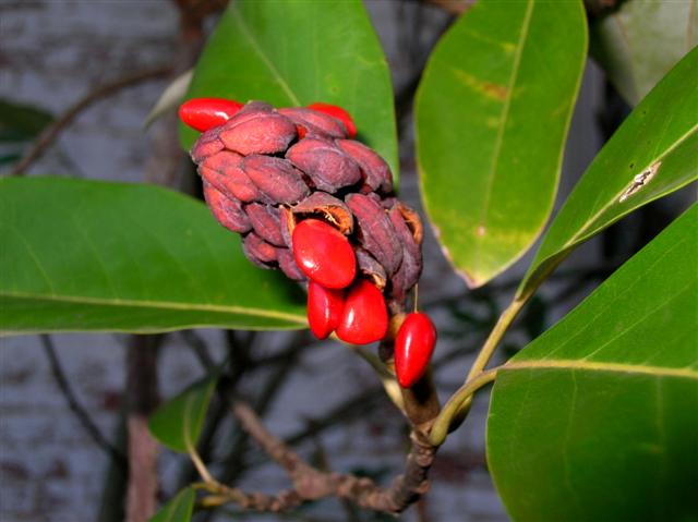 Picture of Magnolia virginiana  Sweetbay Magnolia