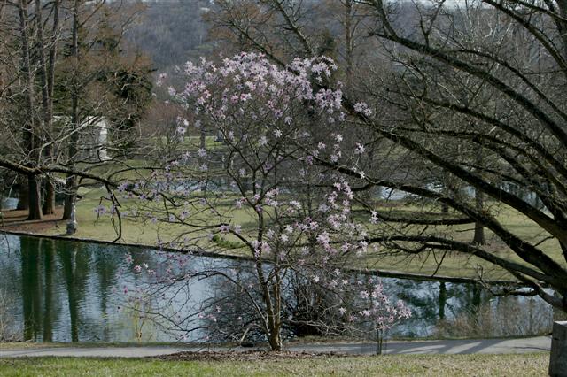 Magnolia x loebneri magnoliaxloebneriileonardmessel032209sg(5)(Small).jpg