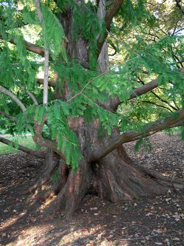 Picture of Metasequoia glyptostroboides  Dawn Redwood