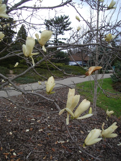 Magnolia x mgnol.ivorychal..JPG