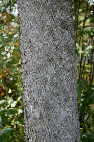 Picture of Ostrya virginiana  American Hophornbeam
