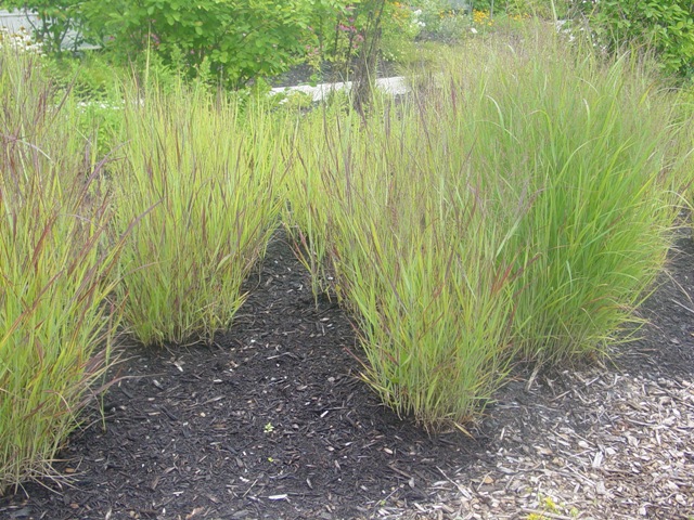 Picture of Panicum virgatum 'Shenandoah' Shenandoah Switch Grass